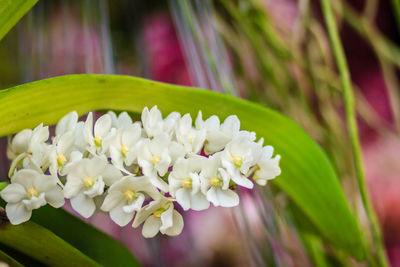 Close-up of flowers blooming outdoors