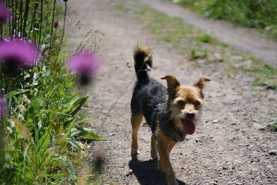 Dog walking in sunlight