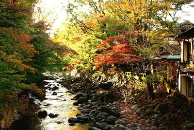 Trees growing on rocks