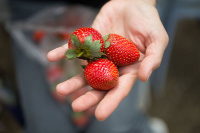 Close-up of hand holding strawberries