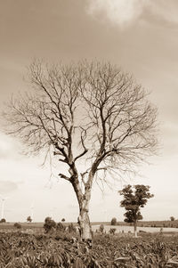 Bare tree on field against sky