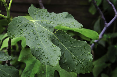 Close-up of raindrops on leaves