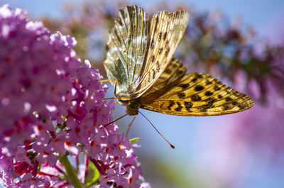 Close-up of butterfly pollinating on flower