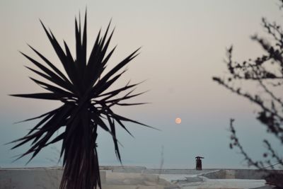 Silhouette palm tree against sky during sunset