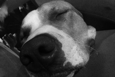 Close-up of dog sleeping