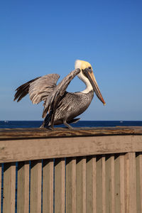 Brown pelican pelecanus occidentalis purchase on the side of the pier at deerfield beach 