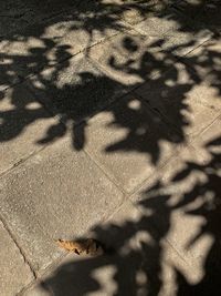 High angle view of shadow on plant