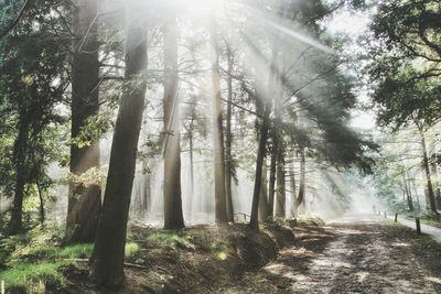 Trees in forest