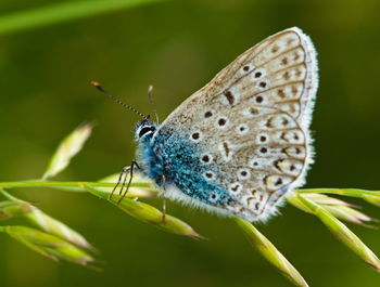 Close-up of butterfly