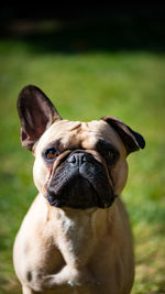 Close-up portrait of dog