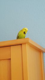 Close-up of parrot perching on yellow bird