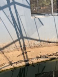 wall