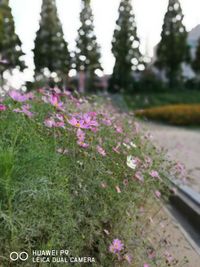 Close-up of pink flowers blooming outdoors