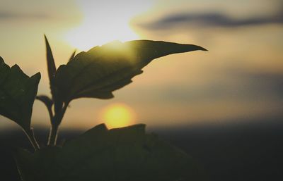 Sun shining through leaves