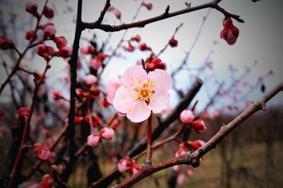 Close-up of cherry blossoms in spring