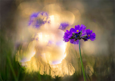 Close-up of purple flowers