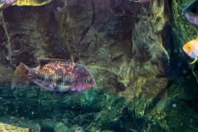 Close-up of fish in aquarium