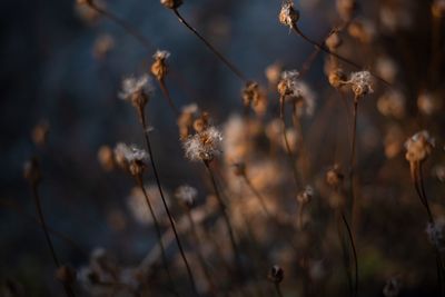 Close-up of dried plant