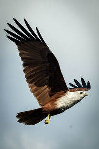 Low angle view of bird flying against sky