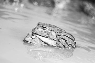 Close-up of turtle in water