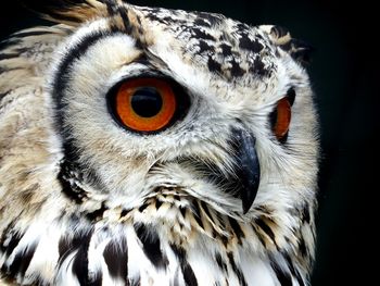 Close-up of owl outdoors