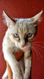 Close-up portrait of cat