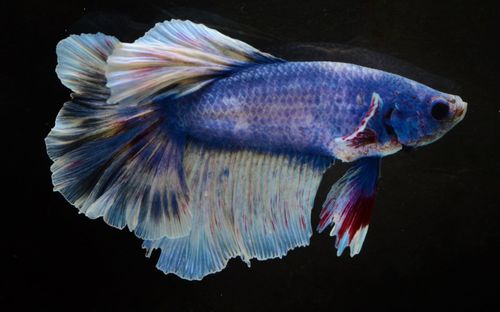 Close-up of fish underwater