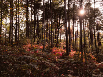 The sun shining through an autumnal forest scene in the scottish highlands.