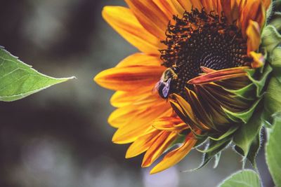 Close-up of bee on flower