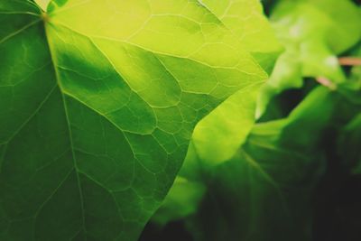 Close-up of green leaves