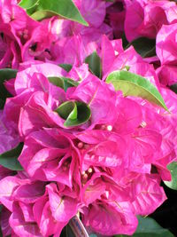 Close-up of pink flowers