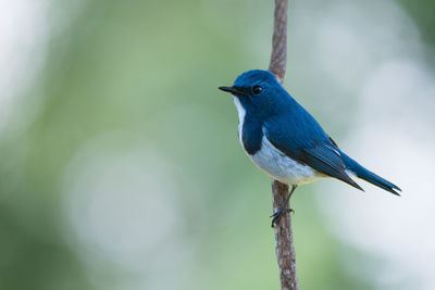 Close-up of bird perching on leaf