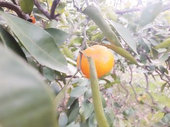 Close-up of orange fruit tree