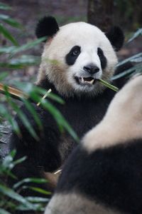 Cute fat giant panda busy eating bamboo while seated and face to face with another giant panda