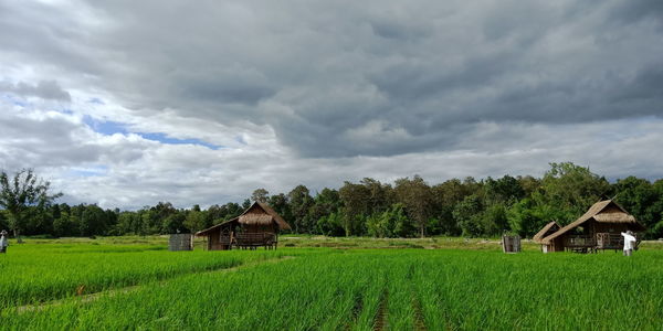 Scenic view of agricultural field by houses against sky