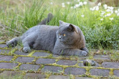 British gray cat caught mouse while hunting outdoors, close-up.