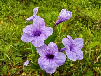 Close-up of purple flowering plant