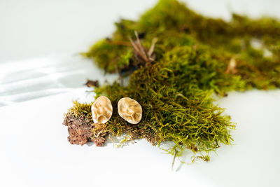 Very beautiful minimalist gold earrings on green moss. beautiful highlights and sunlight