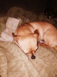 High angle view of dog sleeping on bed