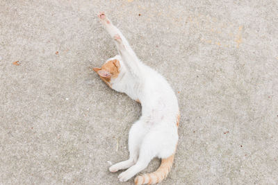 High angle view of cat stretching on street