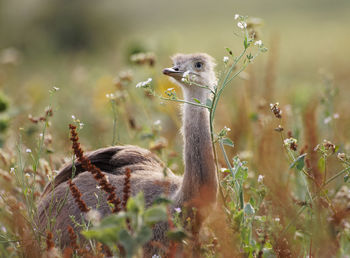 Feral young greater rhea foraging in a field in mecklenburg western pomerania