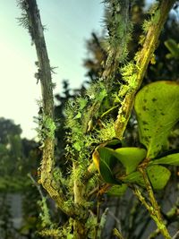 Close-up of tree growing in forest