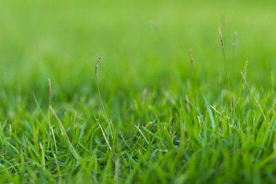 Close-up of grass on field