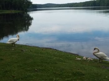 View of birds on lakeshore