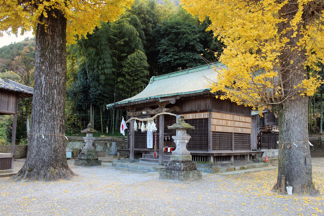 TREES AND YELLOW BUILDING DURING AUTUMN