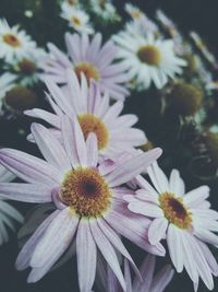 Close-up of daisy flower