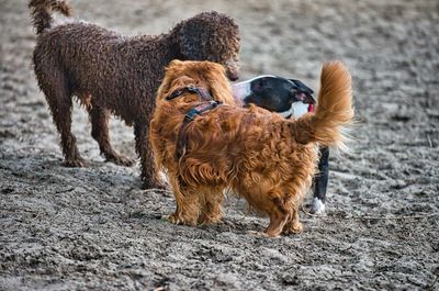 Full length of a dog standing on land