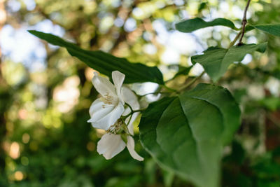 Close-up of white flower blooming on tree