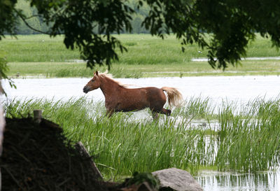 Horse running in march