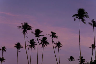 Low angle view of palm trees against sky